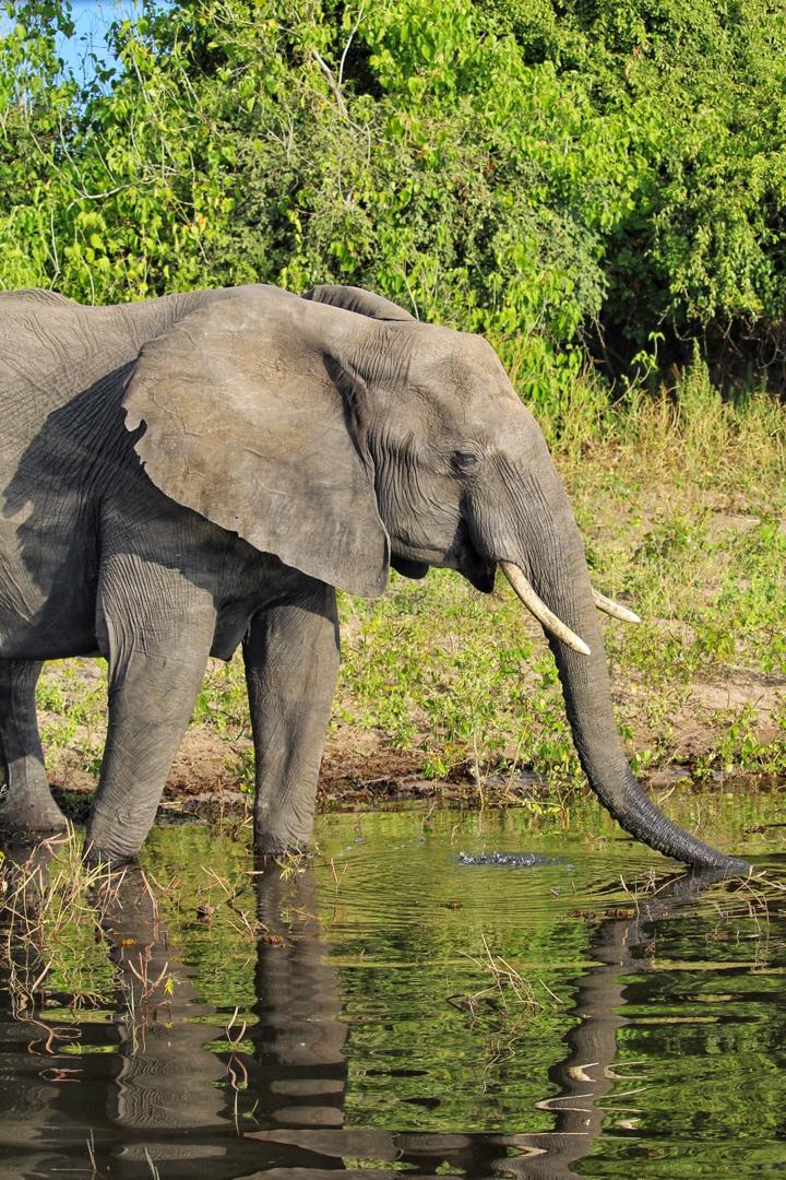 Adult African Savanna Elephant
