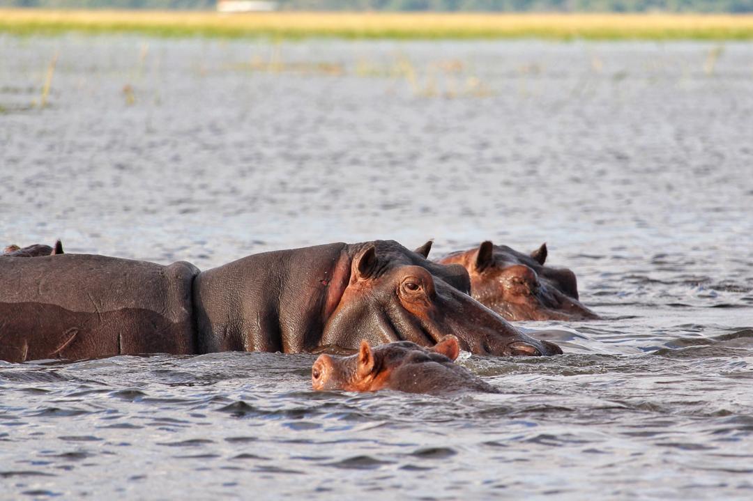 Hippos in Chobe River