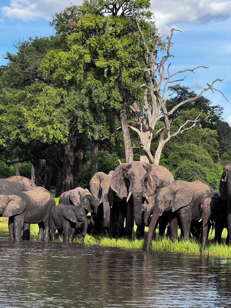 Muddy Elephants at Chobe River