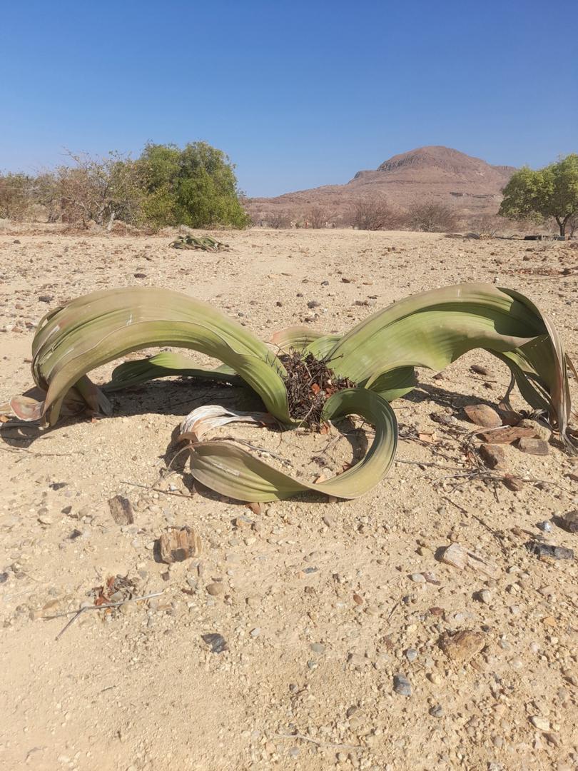 Welwitschia mirabilis Plant