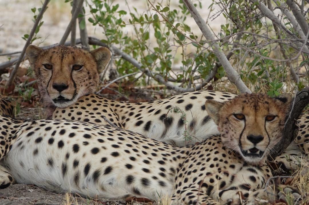Cheetahs at rest
