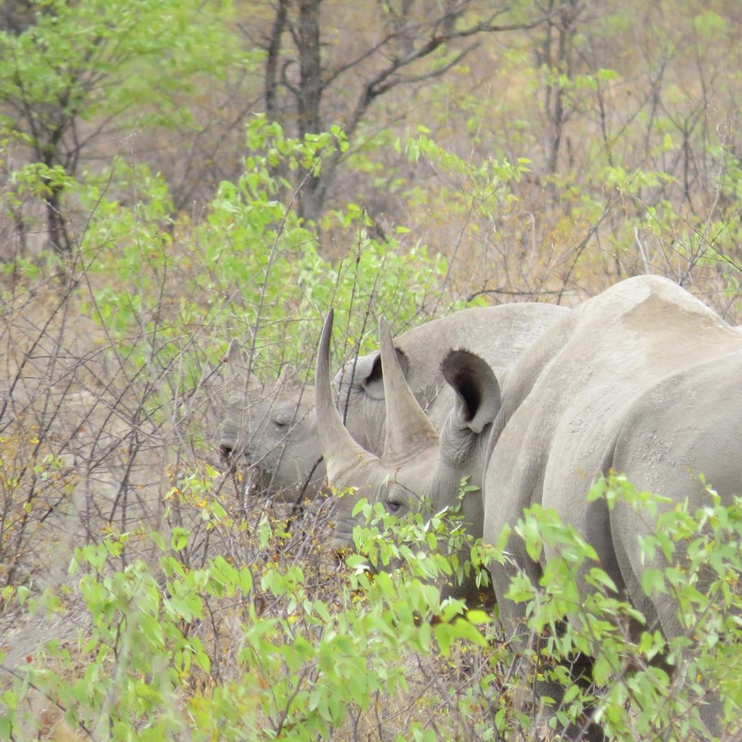 Rhinos in Etosha