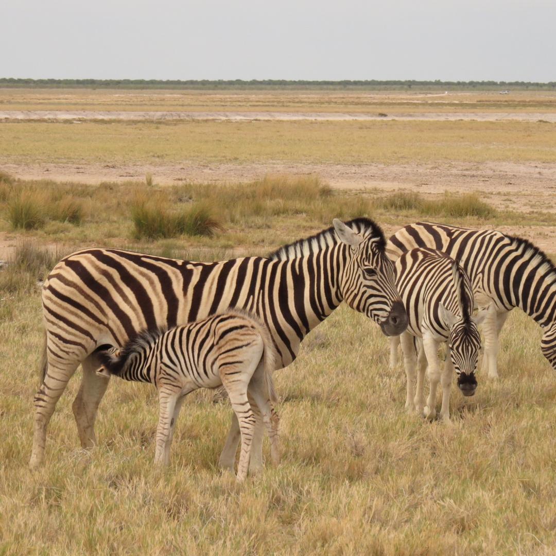 Plains Zebras