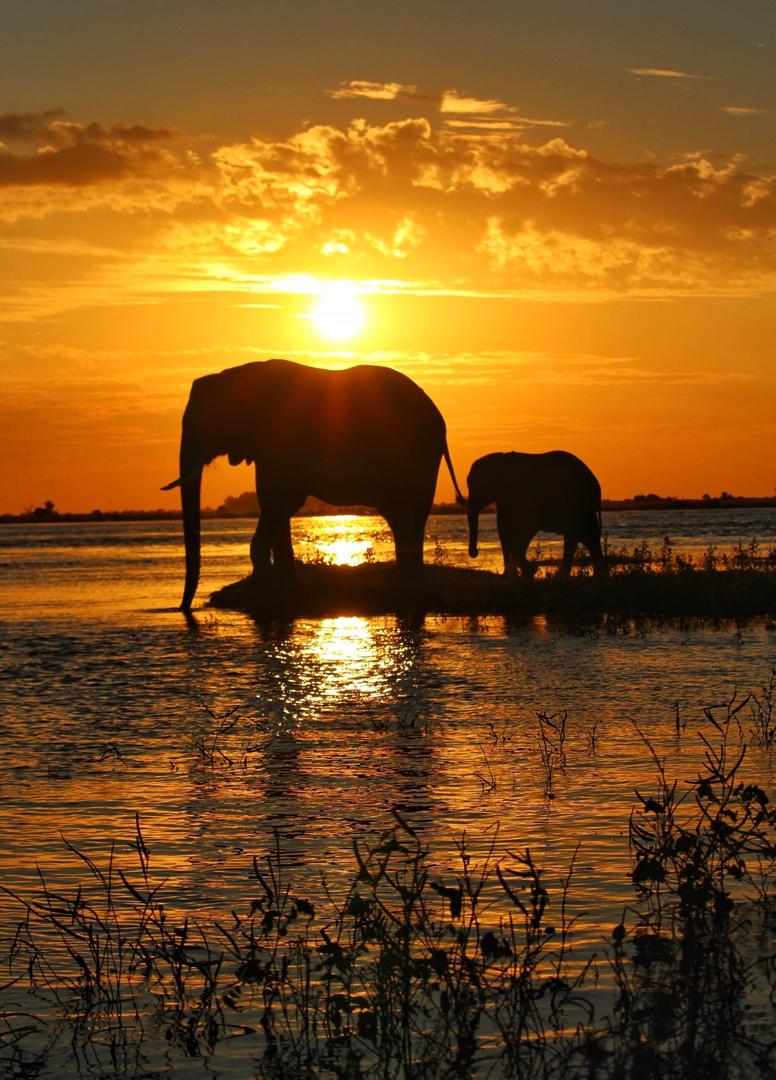 African Elephant at sunset